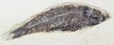 Multiple Knightia Fossil Fish - inch Layer #29523-1